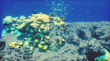 Exploring the vibrant underwater world of coral reefs teeming with life video