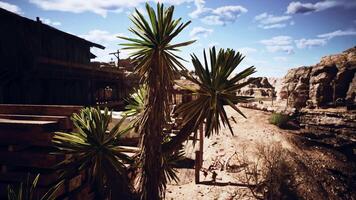 Desert landscape with unique plant life and rustic structures during daylight video