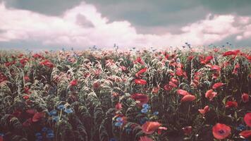 Vibrant wildflowers blooming in a lush field under a cloudy sky video