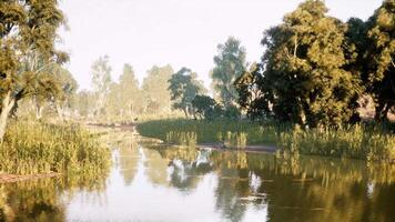 Tranquil riverside landscape with lush trees and calm water reflections video