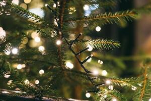 Christmas tree in close-up. Garland on the branches of a fir tree photo