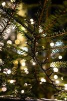 Christmas tree in close-up. Garland on the branches of a fir tree photo