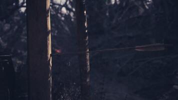 An arrow embedded in a tree trunk during twilight in a dense forest area video