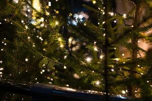 Christmas tree in close-up. Garland on the branches of a fir tree photo