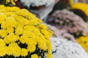 Beautiful yellow Chrysanthemum flowers with a flower shop on a background. Close up. photo