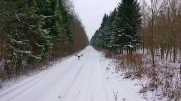 Drone flying over forest. Flying drone on the background of snow covered forest video