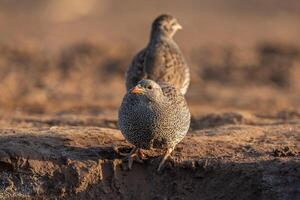 A pair of Natal Spur fowl at a waterhole, Mashatu game Reserve. photo