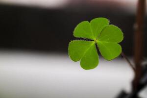 clover leaf in lens flare for background photo