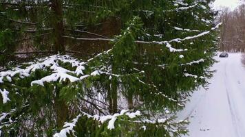 Drone view of snow covered forest. Aerial view of car on country road in winter forest video
