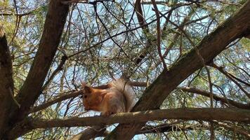 Furry red squirrel sits on tree branch holding food in paws and chewing nuts. Cute rodent feeding on spring sunny day in forest. Slow motion and sunflare video