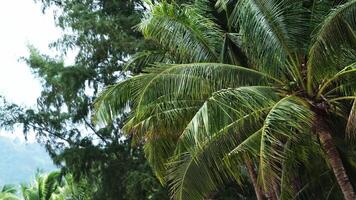 Palm tree, coconut tree and sky. Green fresh leaf of tropical exotic date palm tree close-up in the wind, travel vocation concept. video