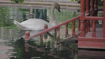 A Graceful Swan Swimming Elegantly Near a Rustic Wooden Dock in Nature video