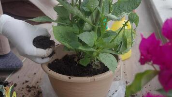 A green plant in a pot with soil, set against a colorful background video