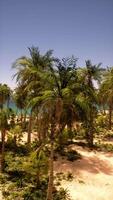 Sandy Beach With Palm Trees and Ocean video
