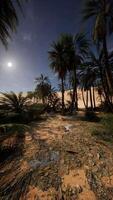 Sandy Area With Palm Trees and Full Moon video