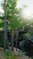 Sunlight Through Trees Reflect on River video