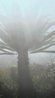 Palm Tree in Fog on Hill video