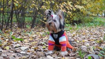 Yorkshire terrier in colorful sweater enjoying autumn leaves in park video