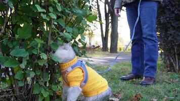 Cat in yellow sweater on leash exploring park with owner in autumn video