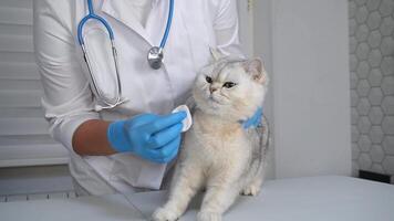 Veterinarian examining a cat in a clinic setting video