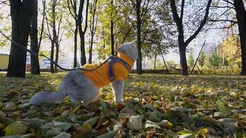 Cat walking in park on a sunny day in autumn video