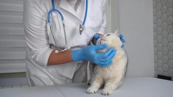 Veterinarian examining fluffy cat with blue gloves in clinic setting video