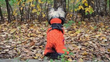 A view of a Yorkie from behind in an orange sweater, sitting in the park autumn video