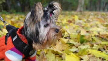 Close up of yorkshire terrier in sweater enjoying autumn park walk video