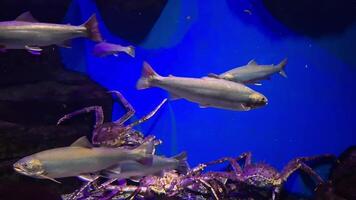 Underwater scene with trout and crabs in a vibrant aquarium setting video