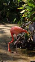 Vertical of flamingo bird live in nature, pink flamingo video