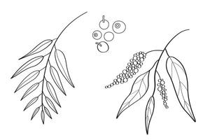 Linear illustration of allspice on isolated background. Hand drawn sketch of pepper spice with branch, leaves and fruits of tropical tree Pimento officinalis. Food ingredient, health, aroma vector