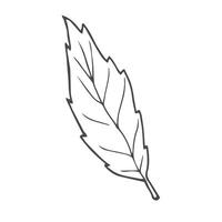 basil sketch. hand drawn basil outline illustration. basil black and white drawing. basil branch isolated on white background. illustration. vector