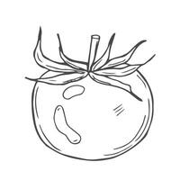 Hand drawn tomato sketch in vector
