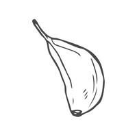 Garlic doodle sketch set in . Garlic clove vector