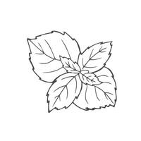 basil sketch. hand drawn basil outline illustration. basil black and white drawing. basil branch isolated on white background. illustration. vector