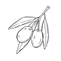 Olive branch hand drawn sketch in doodle style isolated on white background. vector