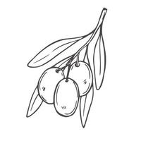 Olive branch hand drawn sketch in doodle style isolated on white background. vector