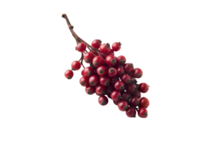 Sumac berries on a branch isolated on a transparent background png