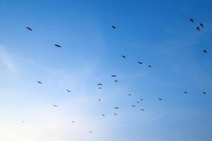 Flock of Birds Soaring Across a Clear Blue Sky at Dusk Capturing the Beauty of Nature and Freedom in Motion photo