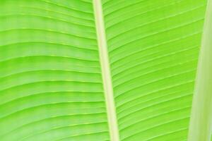 Close-Up of Vibrant Green Banana Leaf with Natural Texture and Parallel Veins in Soft Light photo