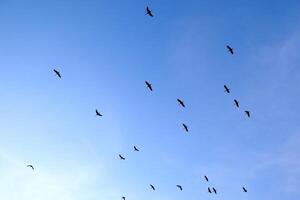 Flock of Birds Soaring in Clear Blue Sky Capturing the Essence of Freedom and Tranquility in Nature's Vast Open Space photo