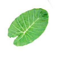 A large green leaf on a white background photo