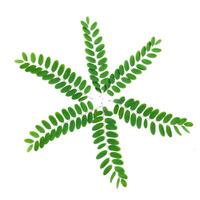 Green Leaf Pattern on White Background Isolated for Nature and Botanical Design Concepts photo