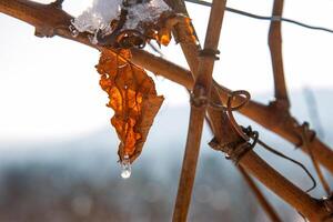 Dried orange brown vine leaf with ice droplet melting in sunlight, symbolizing transition, nature cycle, and delicate winter beauty. Foggy blurred sky on background. Copy space photo