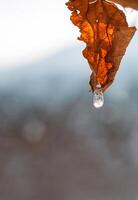 Dried orange brown vine leaf with ice droplet melting in sunlight, symbolizing transition, nature cycle, and delicate winter beauty. Foggy blurred sky on background. Copy space photo