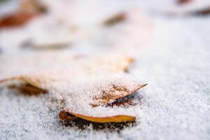 Closeup of delicate autumn leaves dusted with snow laying on wet frozen asphalt road. Nature background. Transition from autumn to winter. Selective focus. Copy space photo