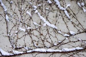 Tangled ivy vines on a wall dusted with snow, creating an intricate natural winter pattern ideal for backgrounds or abstract designs. Closeup of bare climbing plants covered in snow, photo