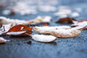 Closeup of autumn leaves covered with snow laying on wet frozen asphalt road. Nature background, and transitions from autumn to winter. Selective focus. photo