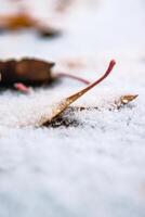 Closeup of delicate autumn leaves dusted with snow laying on wet frozen asphalt road. Nature background. Transition from autumn to winter. Selective focus. Copy space photo