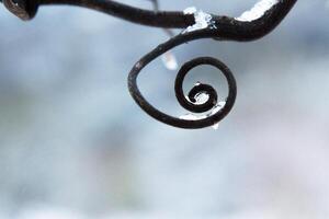 Frozen vine spiral covered in ice and frost, symbolizing natural cycles, balance, and waldorf anthroposophic spirituality, growth and renewal, nature geometry design. Blurred background. Copy space photo